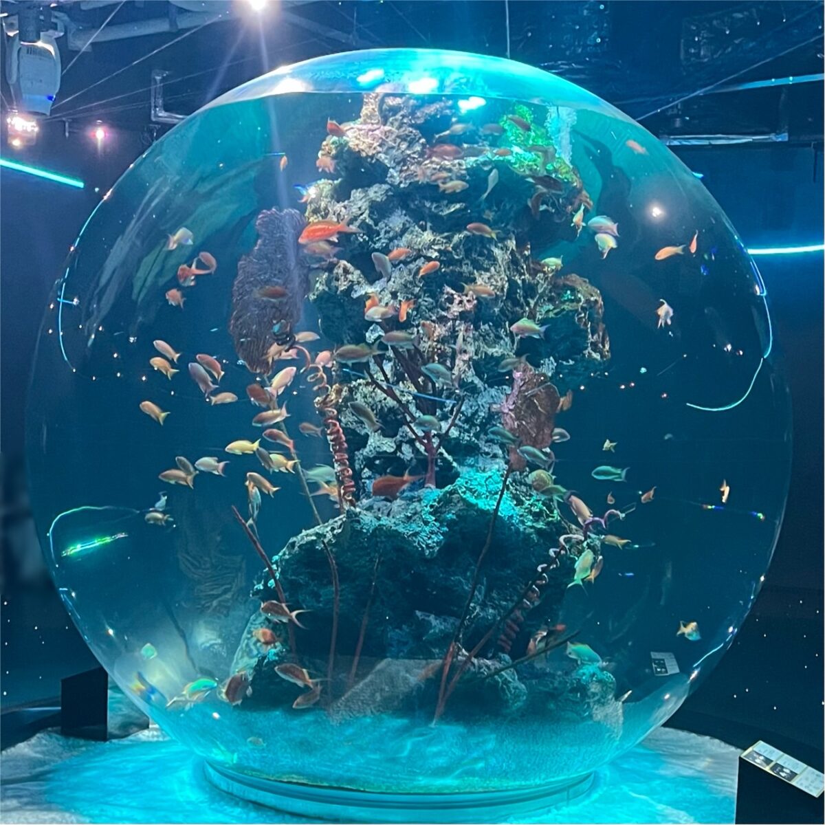 岡本 美咲の画像